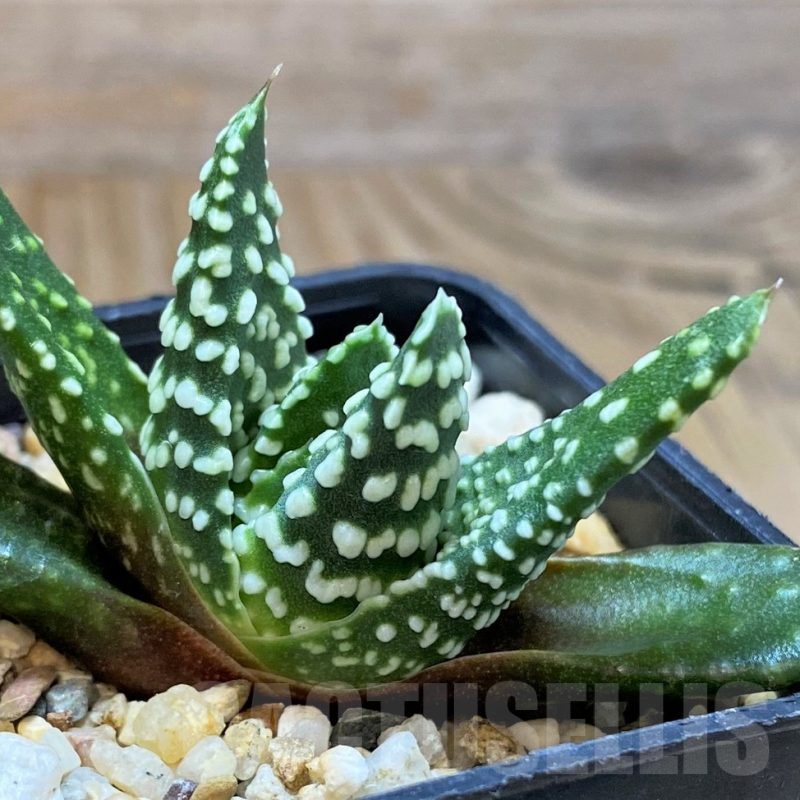 SH14967 Haworthia pumila
