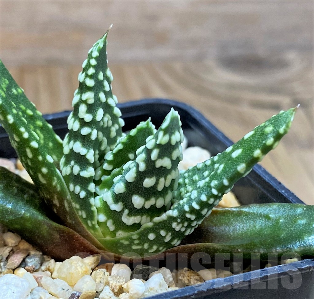 SH14967 Haworthia pumila