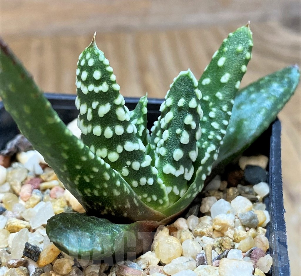 SH14967 Haworthia pumila - Image 2