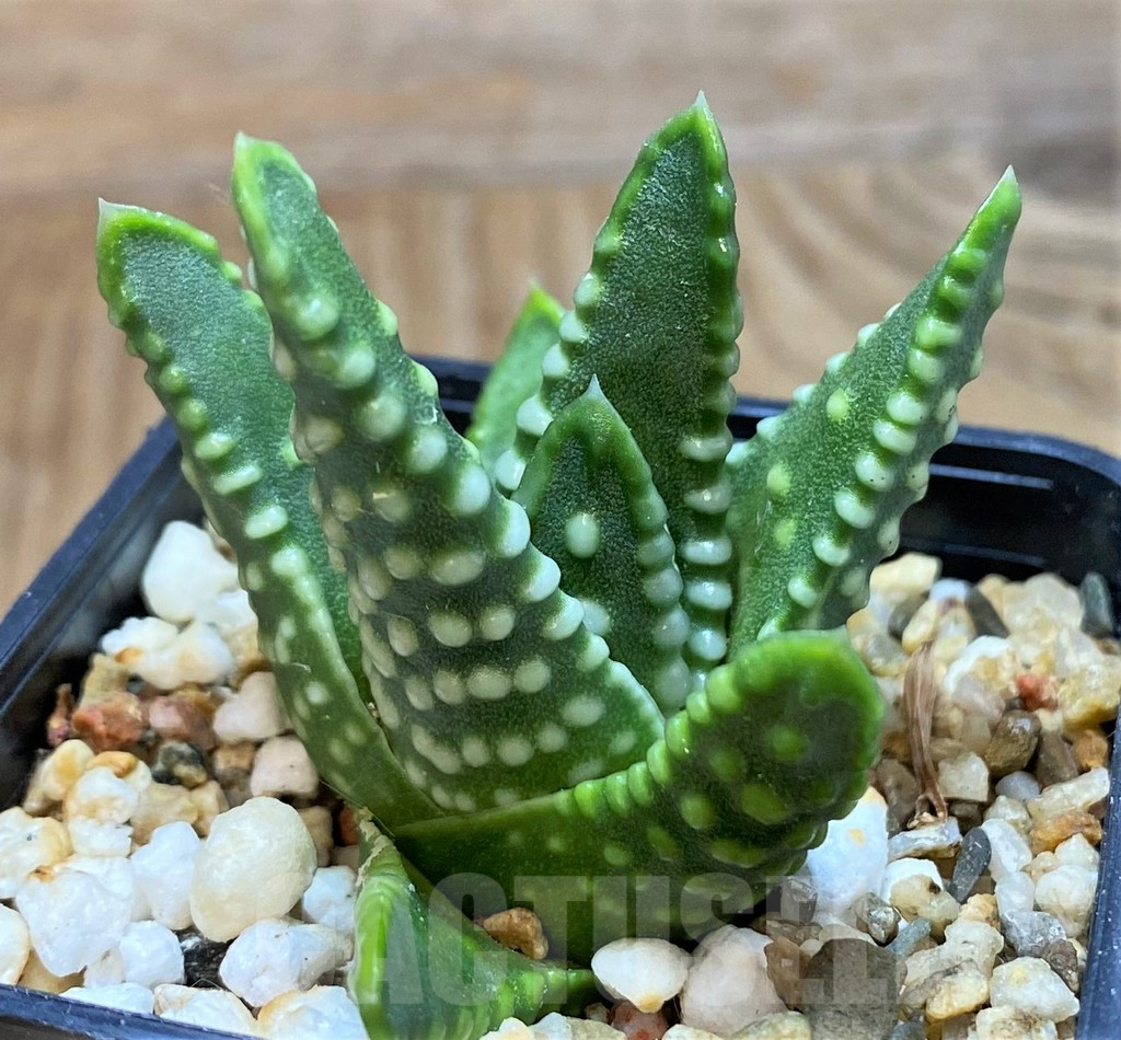 SH14968 Haworthia ‘Zenigata’ - immagine 2