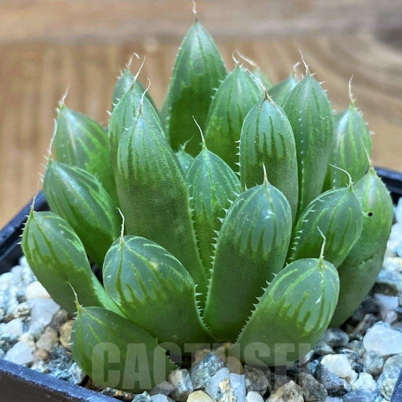 SH14971 Haworthia cooperi v. pilifera 89-144RSS