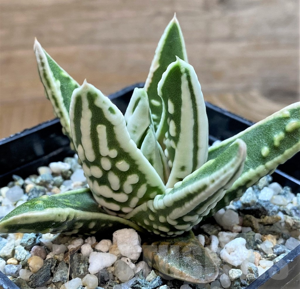 SH14916 Haworthia pumila 'Tears of Angels' - immagine 2