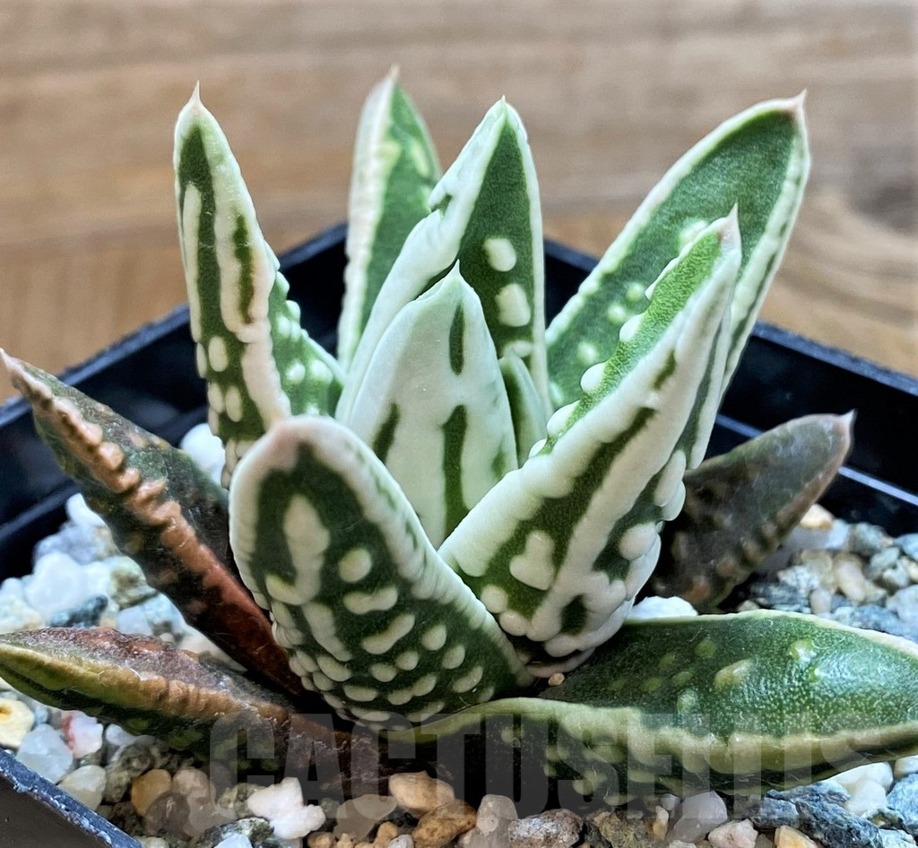 SH14916 Haworthia pumila 'Tears of Angels'