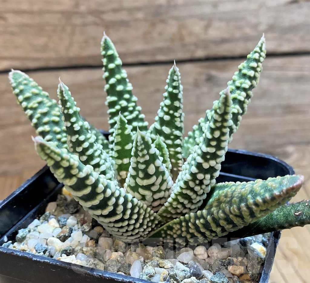SH14917 Haworthia pumila -Japan- - Image 2