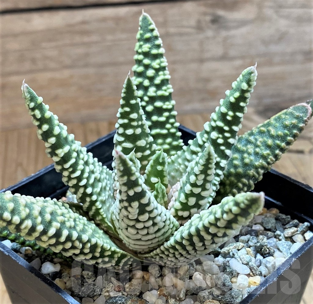 SH14917 Haworthia pumila -Japan-
