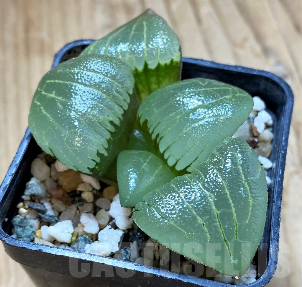 SH14918 Haworthia bayeri hybrid -Japan-