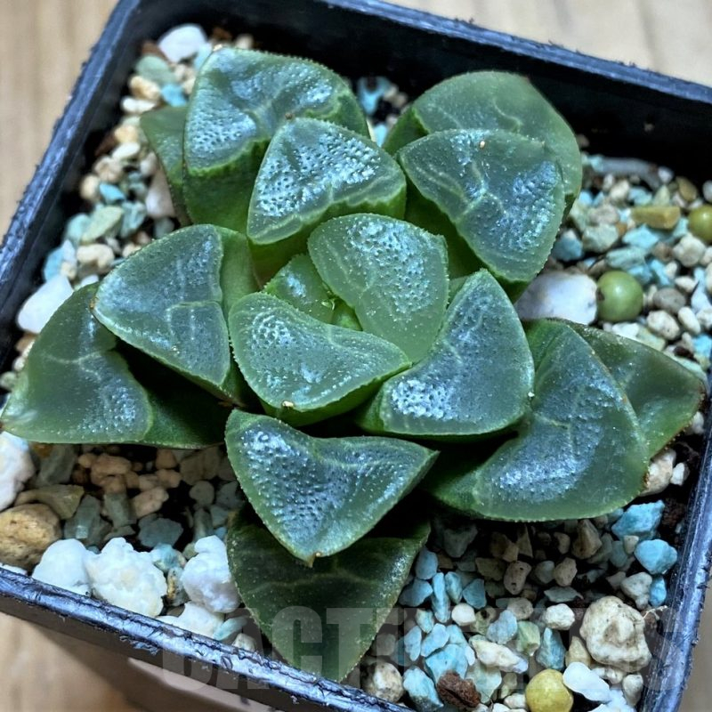 SH14919 Haworthia bayeri ‘Auspicious clouds’