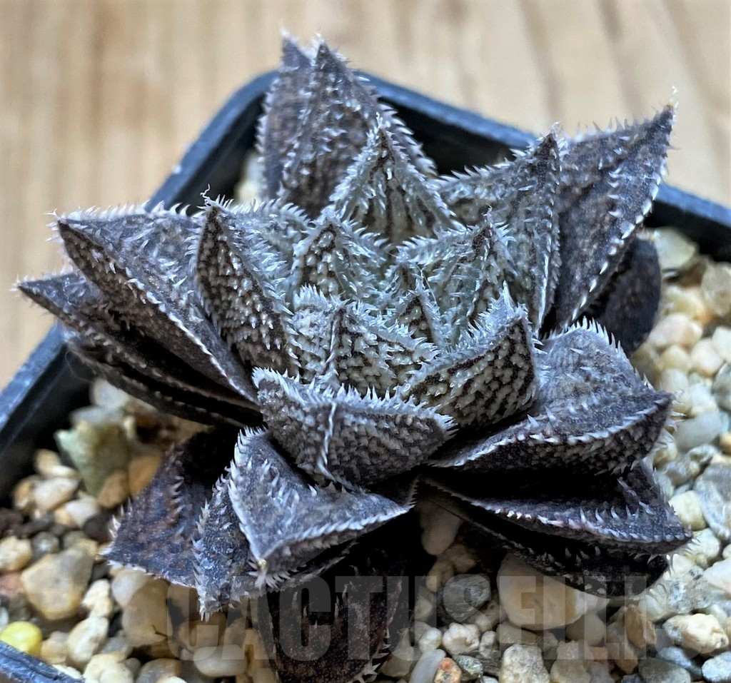 SH14921 Haworthia ‘Bunraku’ HKX-3, ex Cactus Nishi - Imagen 2