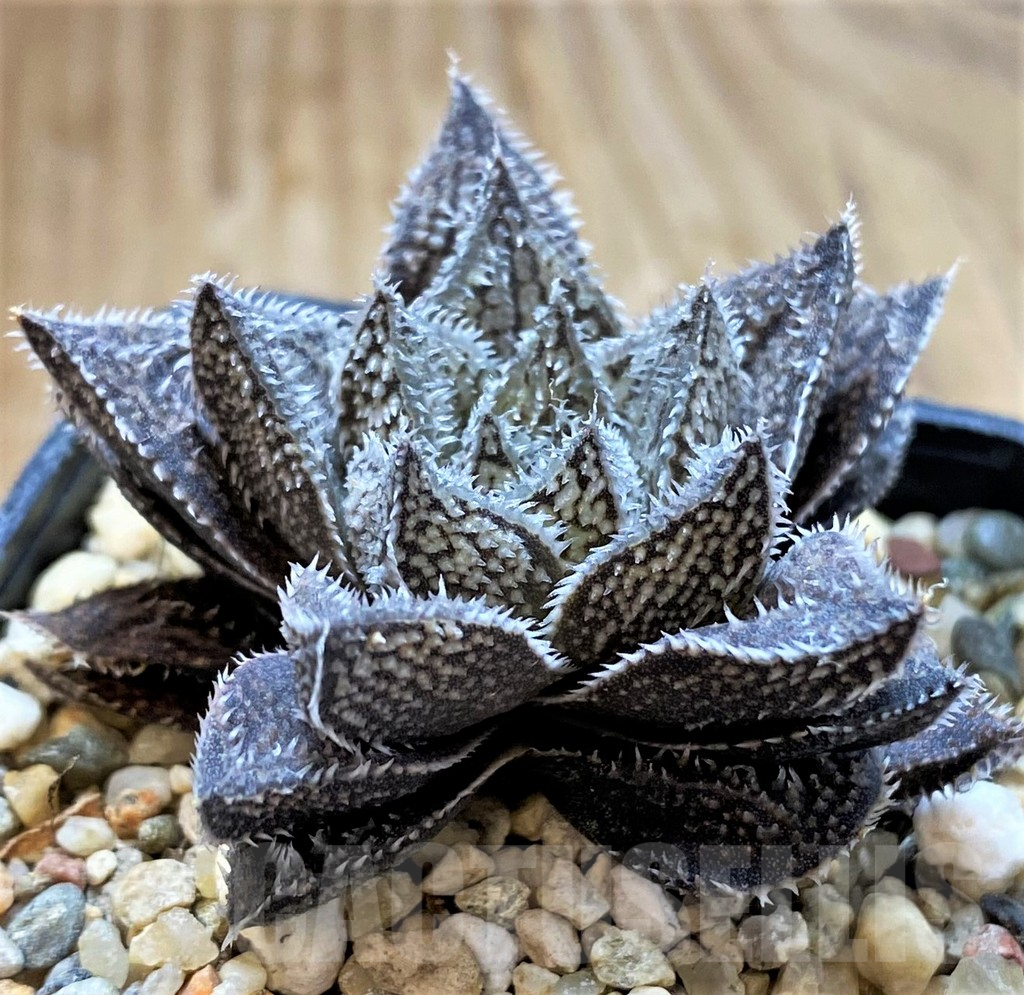 SH14921 Haworthia ‘Bunraku’ HKX-3, ex Cactus Nishi
