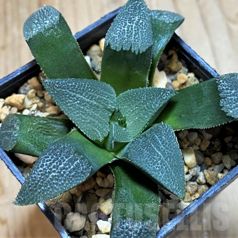 SH14922 Haworthia bayeri, seedling