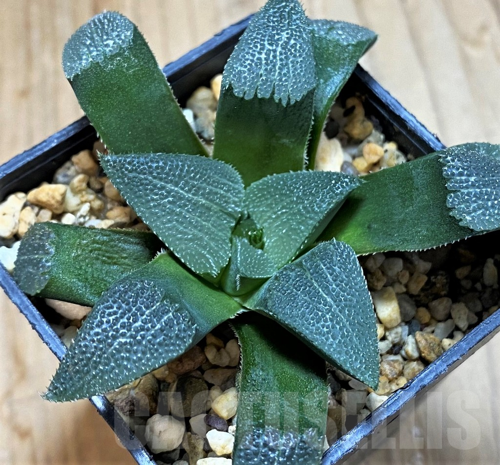 SH14922 Haworthia bayeri, seedling