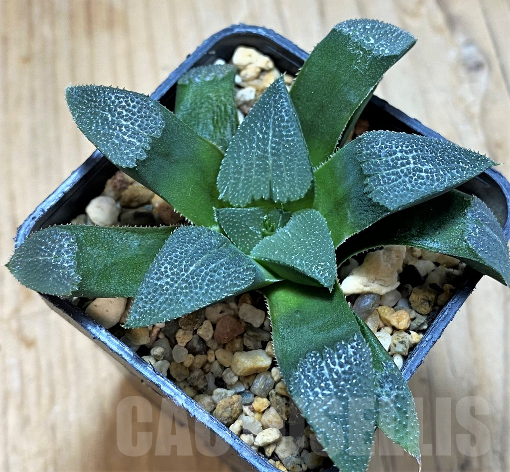 SH14922 Haworthia bayeri, seedling - Image 2