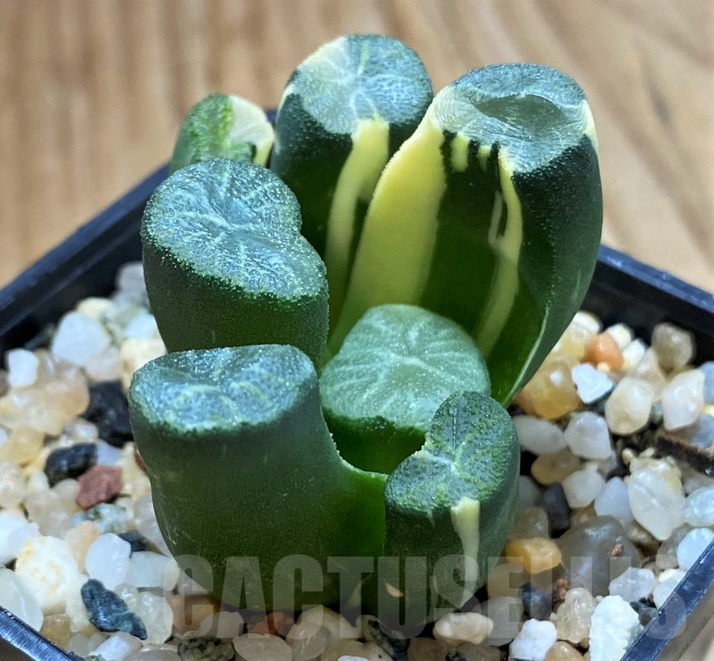 SH14923 Haworthia maughanii f. variegated