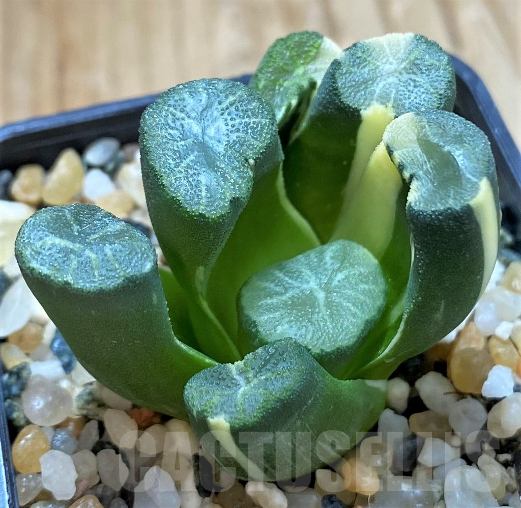 SH14923 Haworthia maughanii f. variegated - Image 2