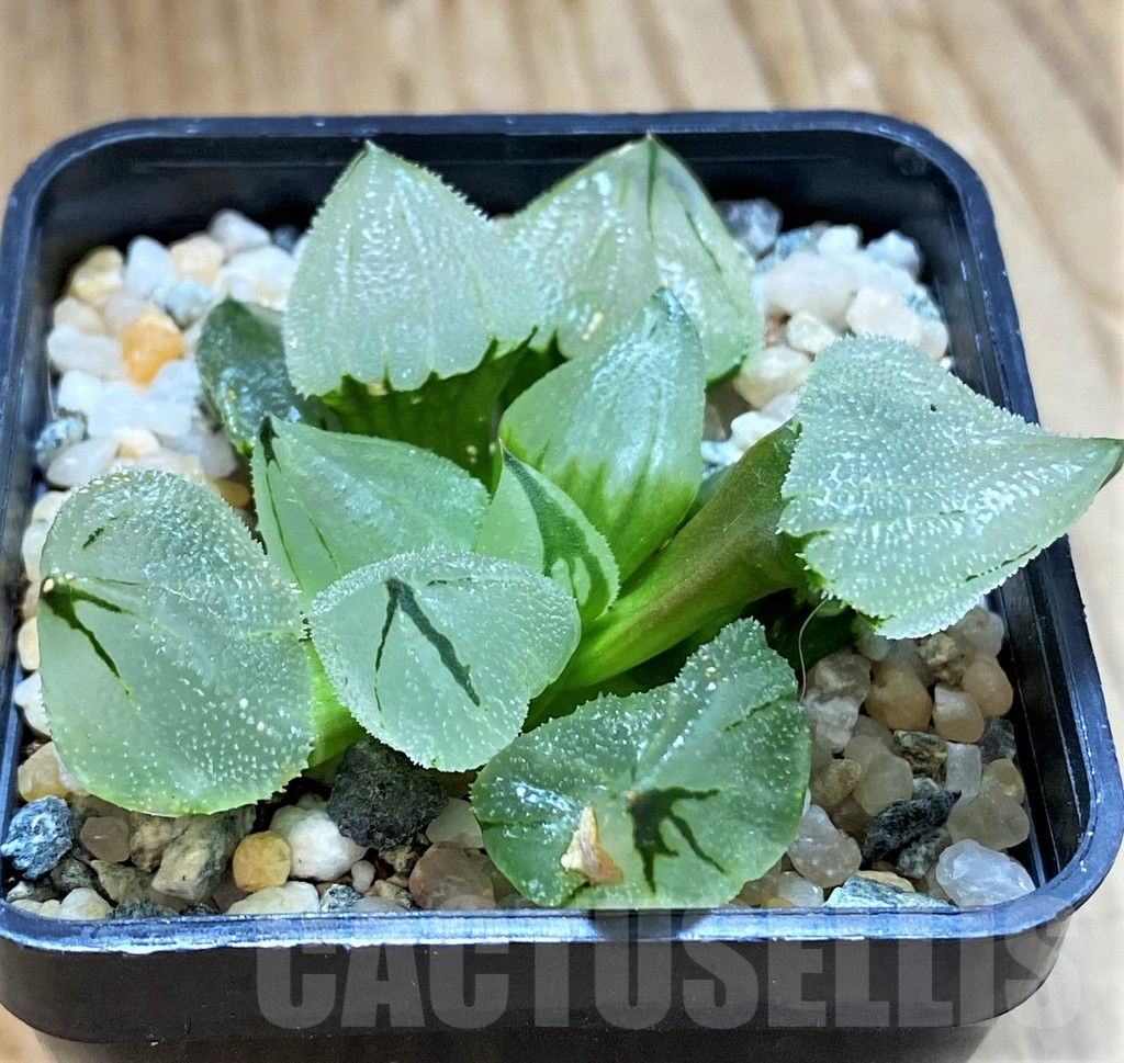 スポーツトイ・アクショントイ hydrangea haworthia スポーツトイ・アクショントイ hydrangea haworthia スポーツ