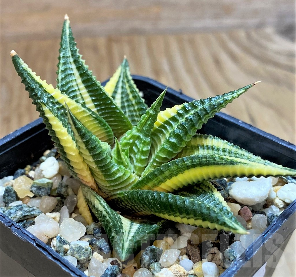 SH14925 Haworthia limifolia f. variegata