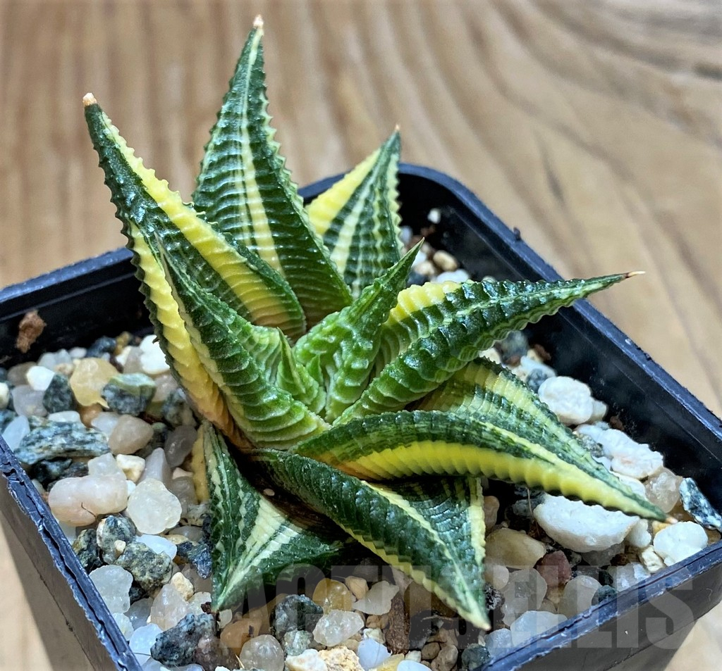 SH14925 Haworthia limifolia f. variegata - Image 2