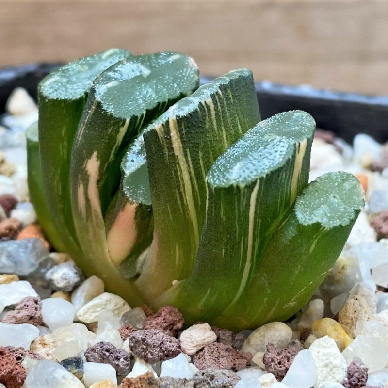 SH14912 Haworthia truncata f. variegata