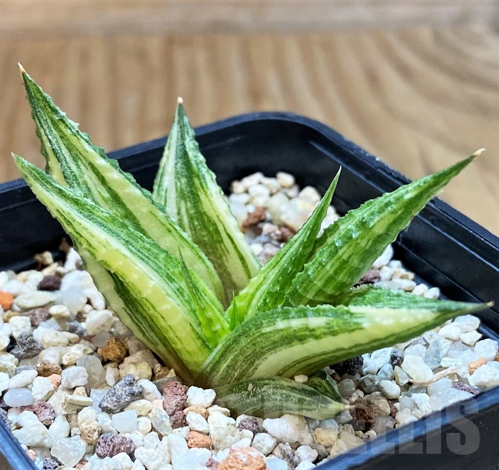 SH14928 Haworthia limifolia hybrid f. variegata - Image 2