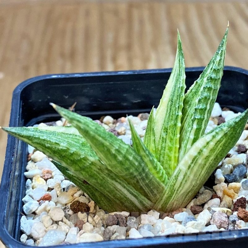 SH14928 Haworthia limifolia hybrid f. variegata