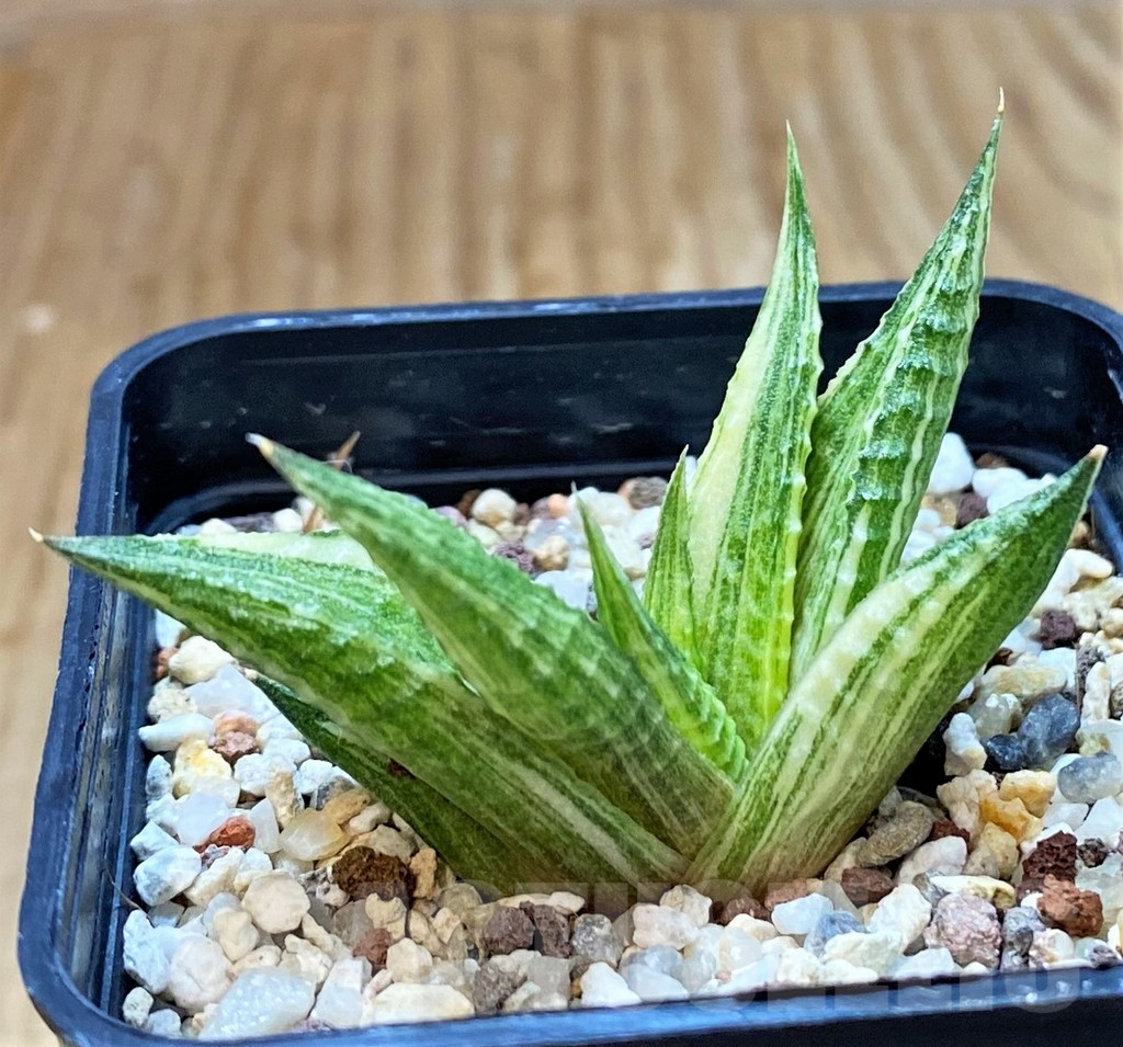 SH14928 Haworthia limifolia hybrid f. variegata