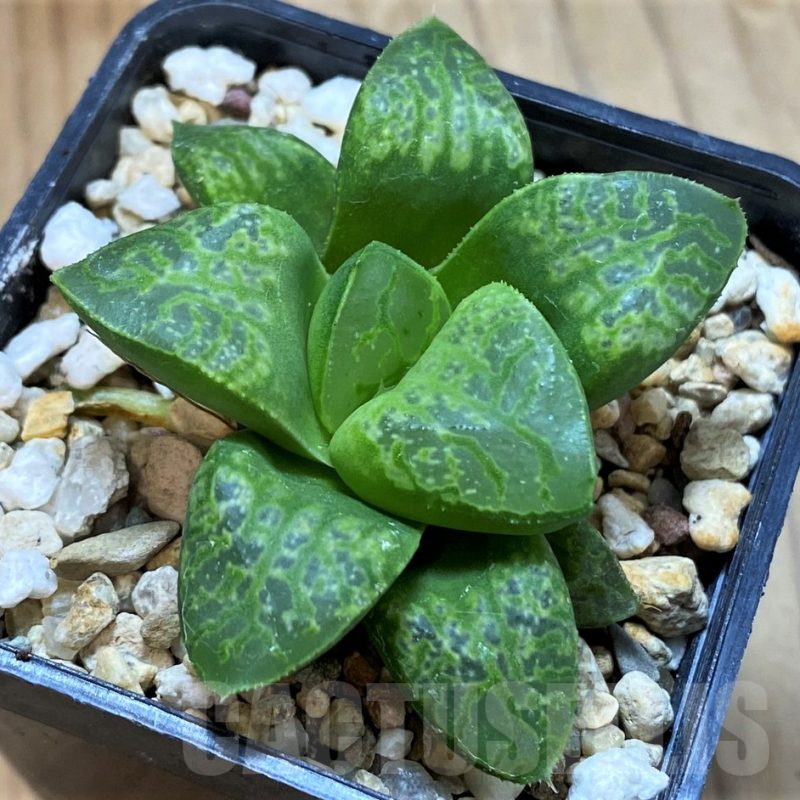SH14931 Haworthia 'Kamen Butokai'