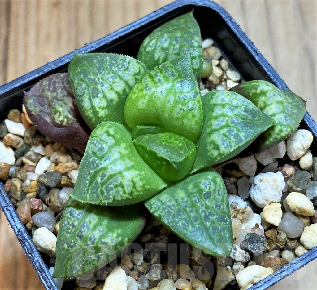 SH14932 Haworthia 'Kamen Butokai' - Image 2