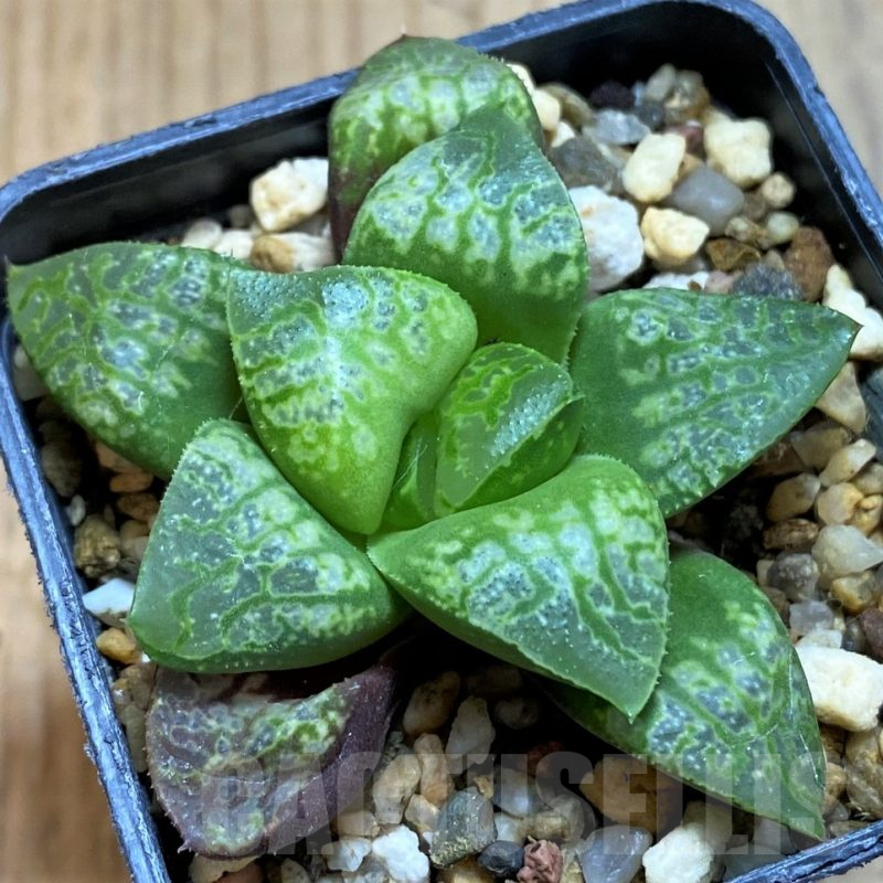 SH14932 Haworthia 'Kamen Butokai'