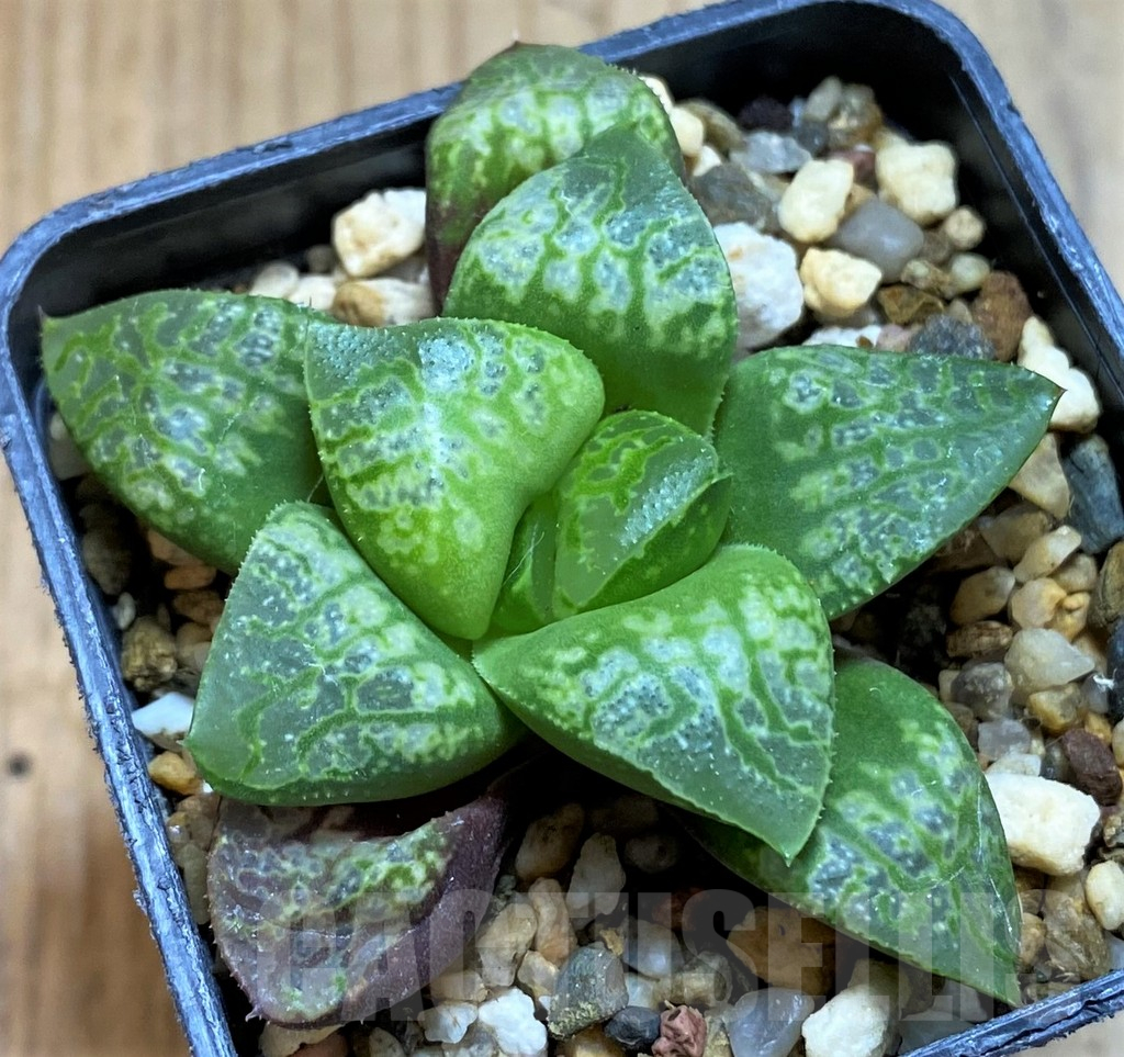 SH14932 Haworthia 'Kamen Butokai'