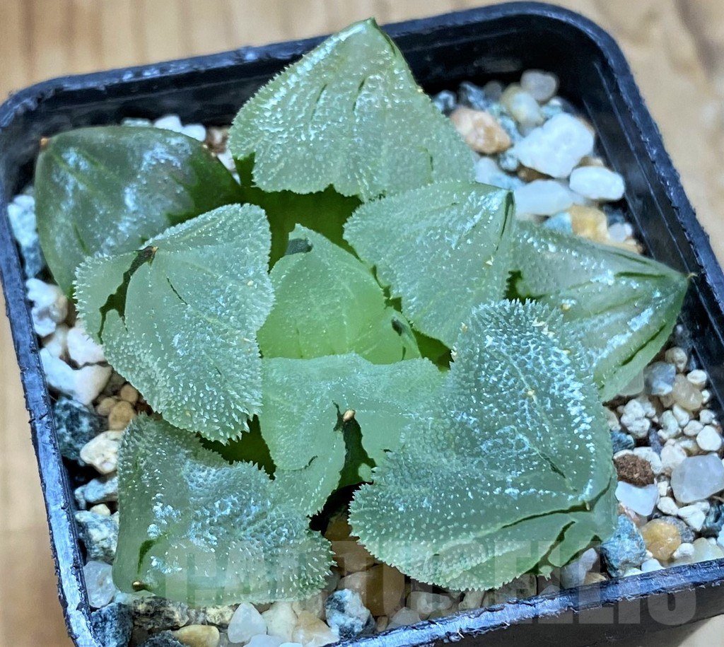 SH14933 Haworthia ‘Ice City’ mutant hybrid - Image 2