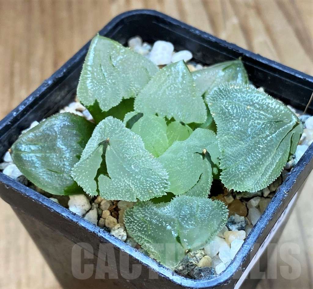 SH14933 Haworthia ‘Ice City’ mutant hybrid