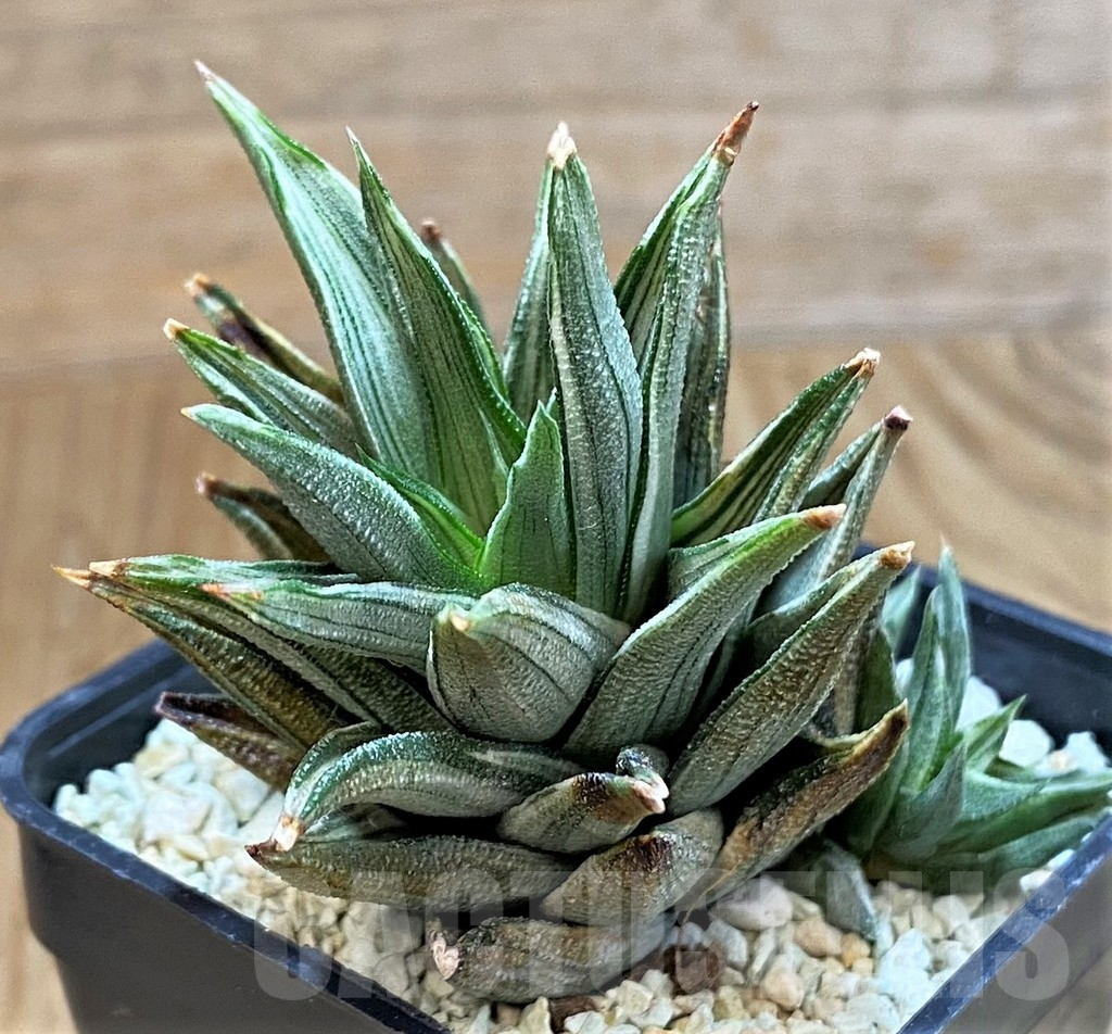 SH14934 Haworthia tortuosa f. variegata