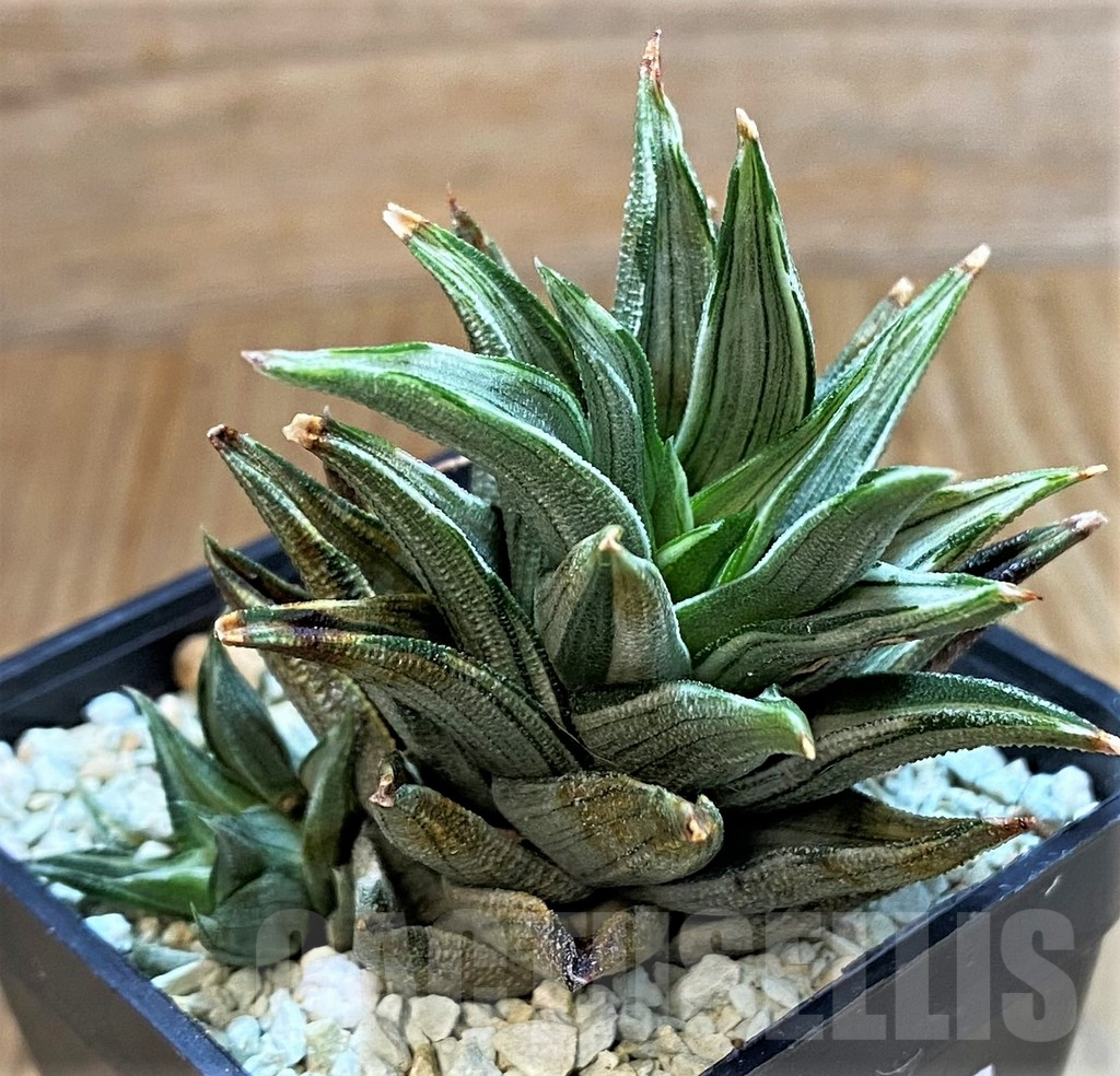 SH14934 Haworthia tortuosa f. variegata - Image 2
