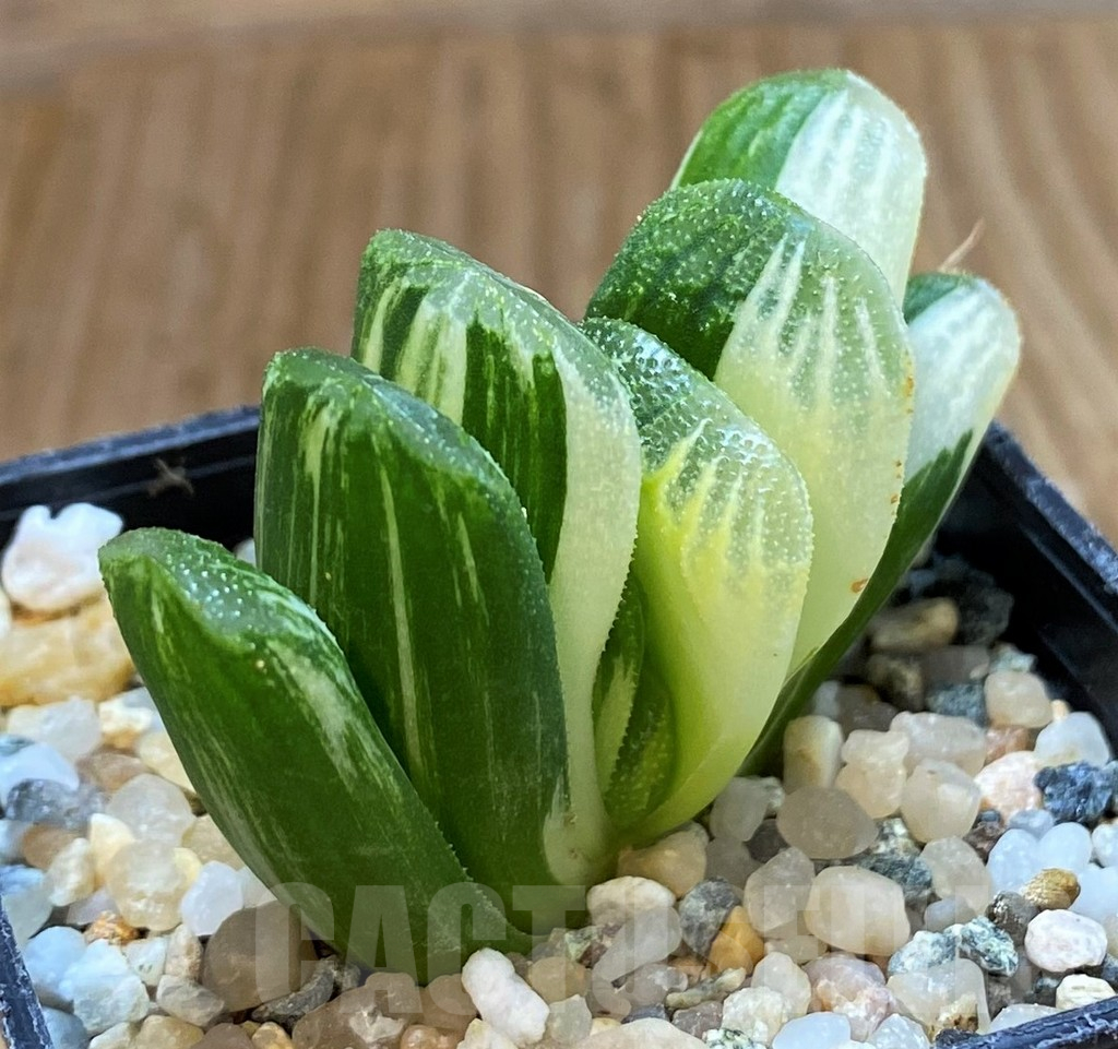 SH14935 Haworthia truncata 'Lime Green' f. variegata - Image 2