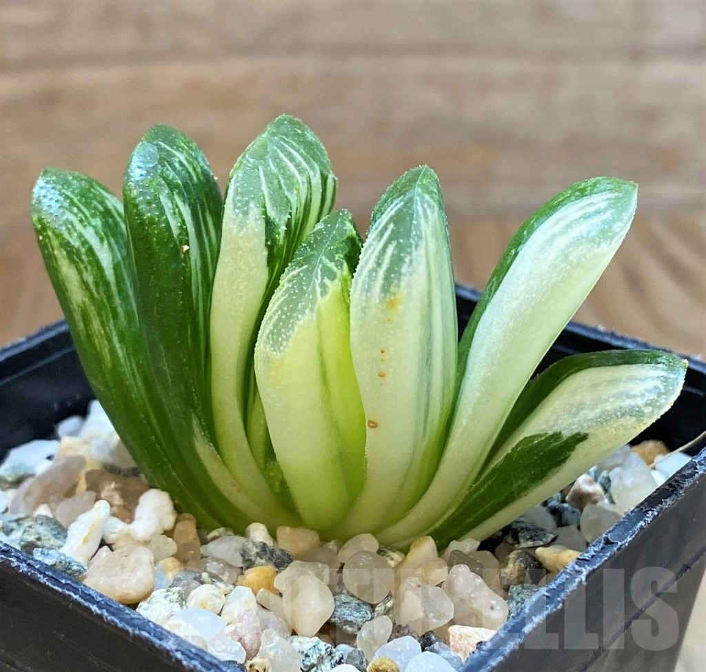 SH14935 Haworthia truncata 'Lime Green' f. variegata