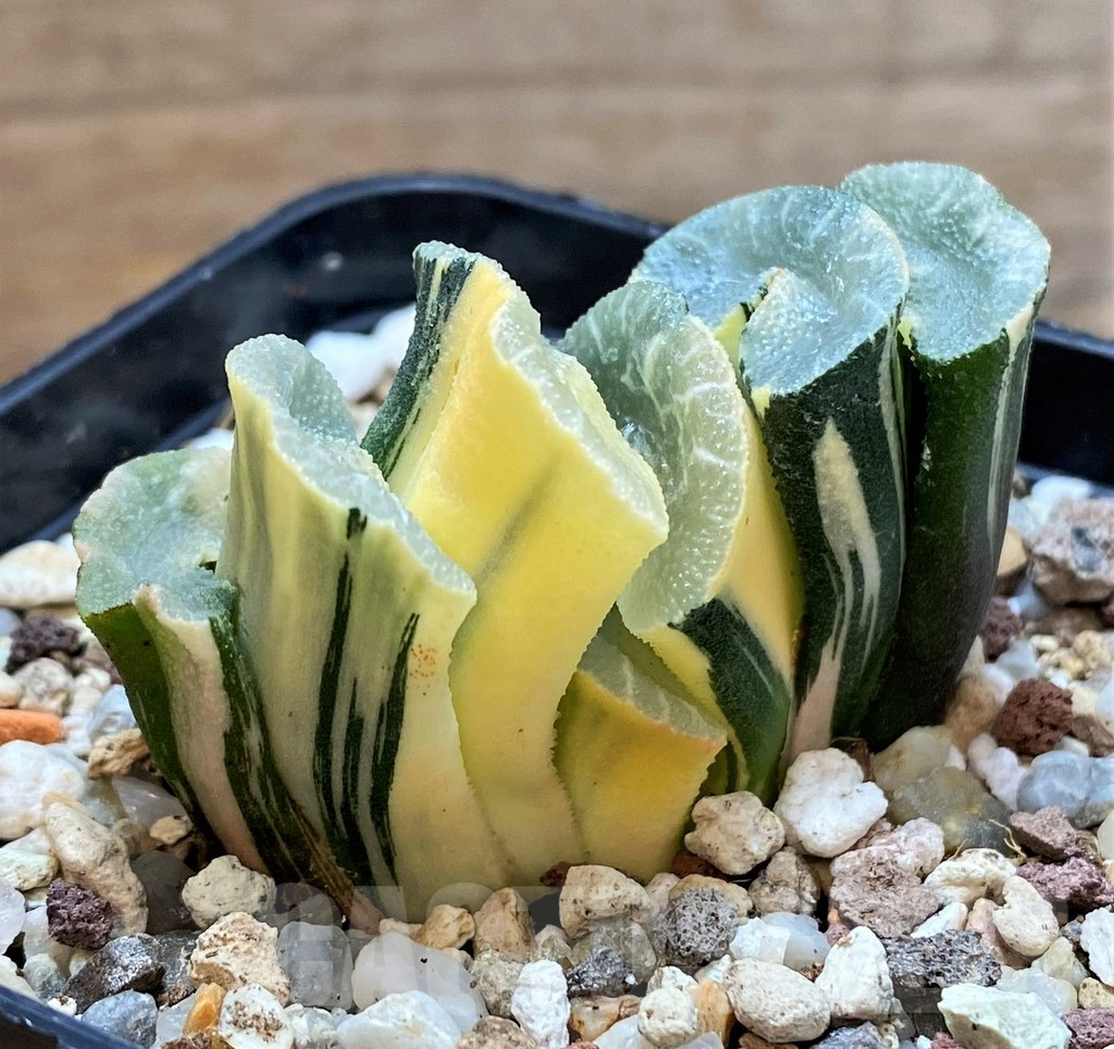 SH14913 Haworthia truncata f. variegata - Image 2