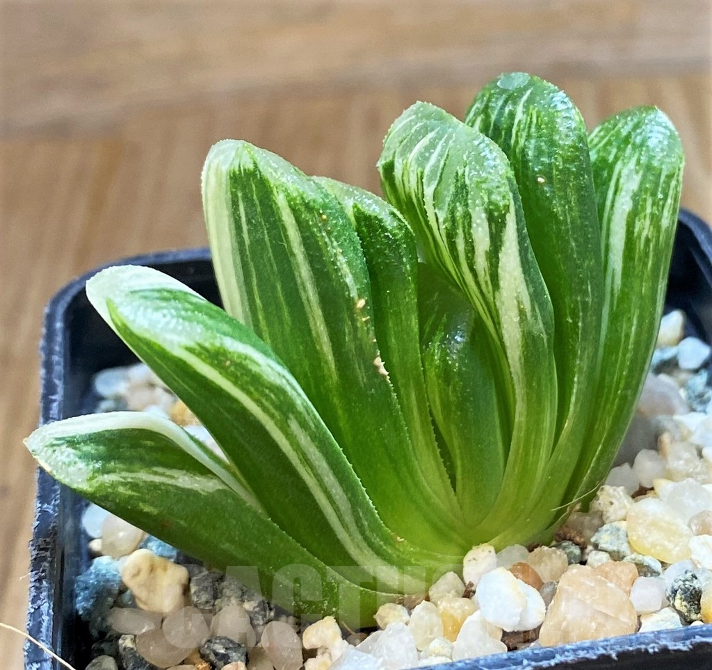 SH14935 Haworthia truncata 'Lime Green' f. variegata - Image 3