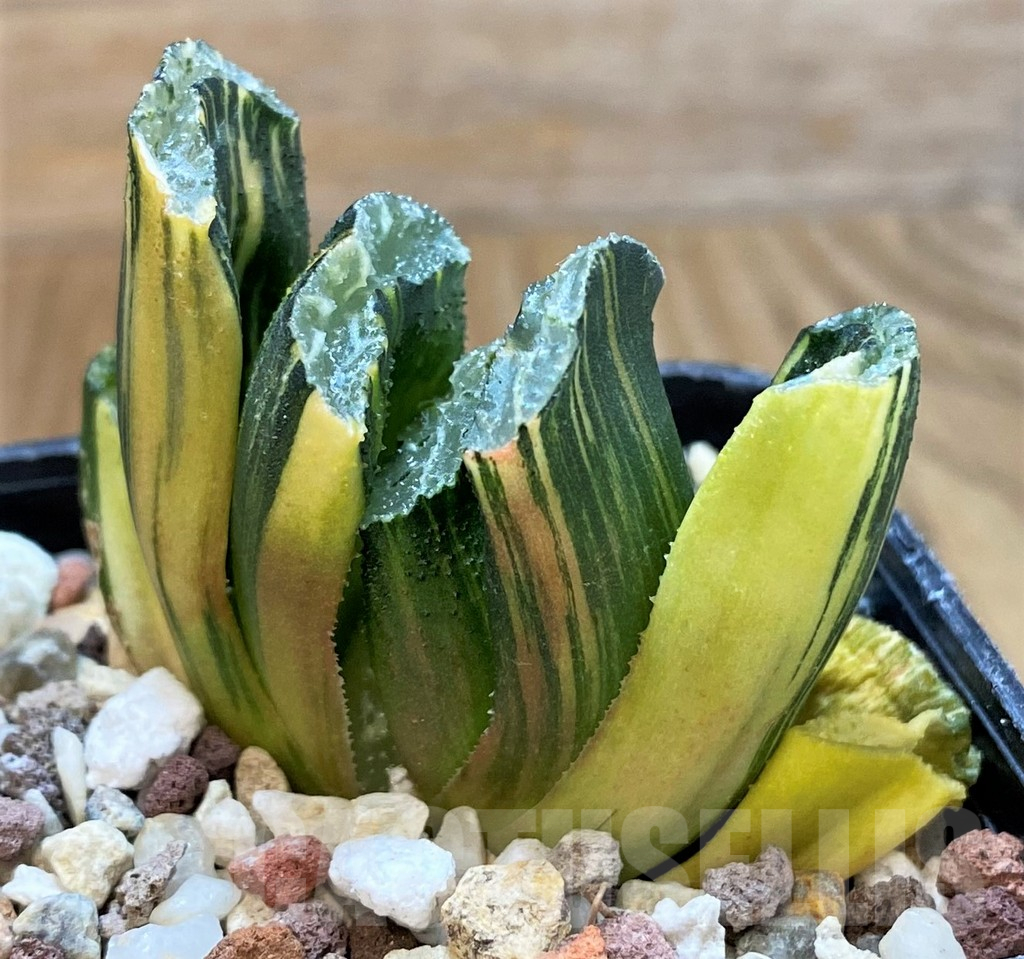 SH14938 Haworthia truncata f. variegata - Image 2