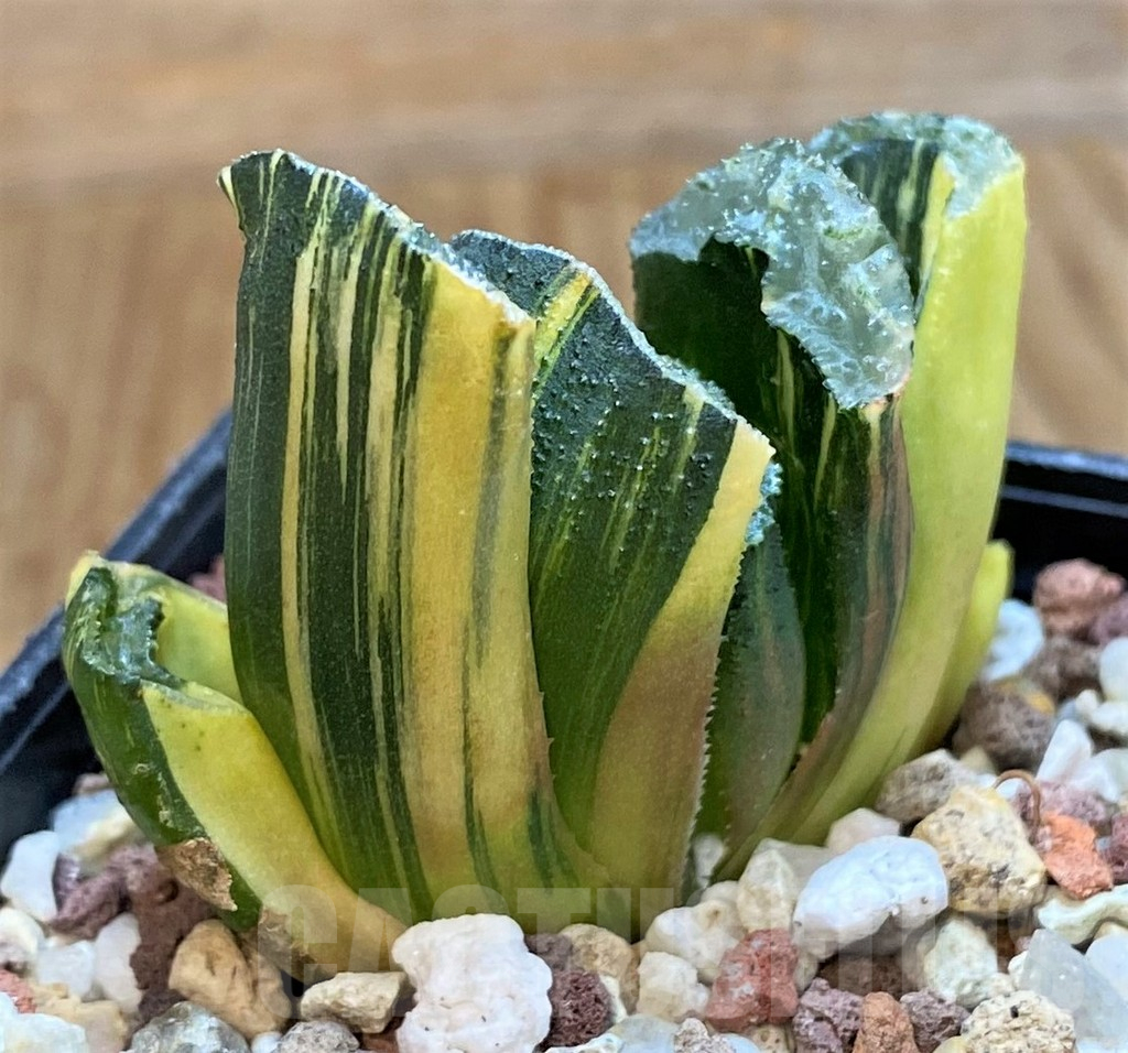 SH14938 Haworthia truncata f. variegata