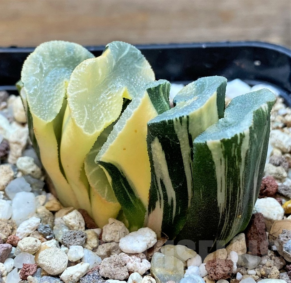 SH14913 Haworthia truncata f. variegata