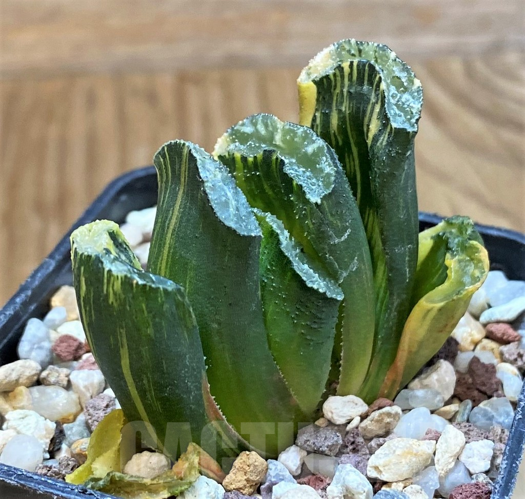 SH14938 Haworthia truncata f. variegata - Image 3