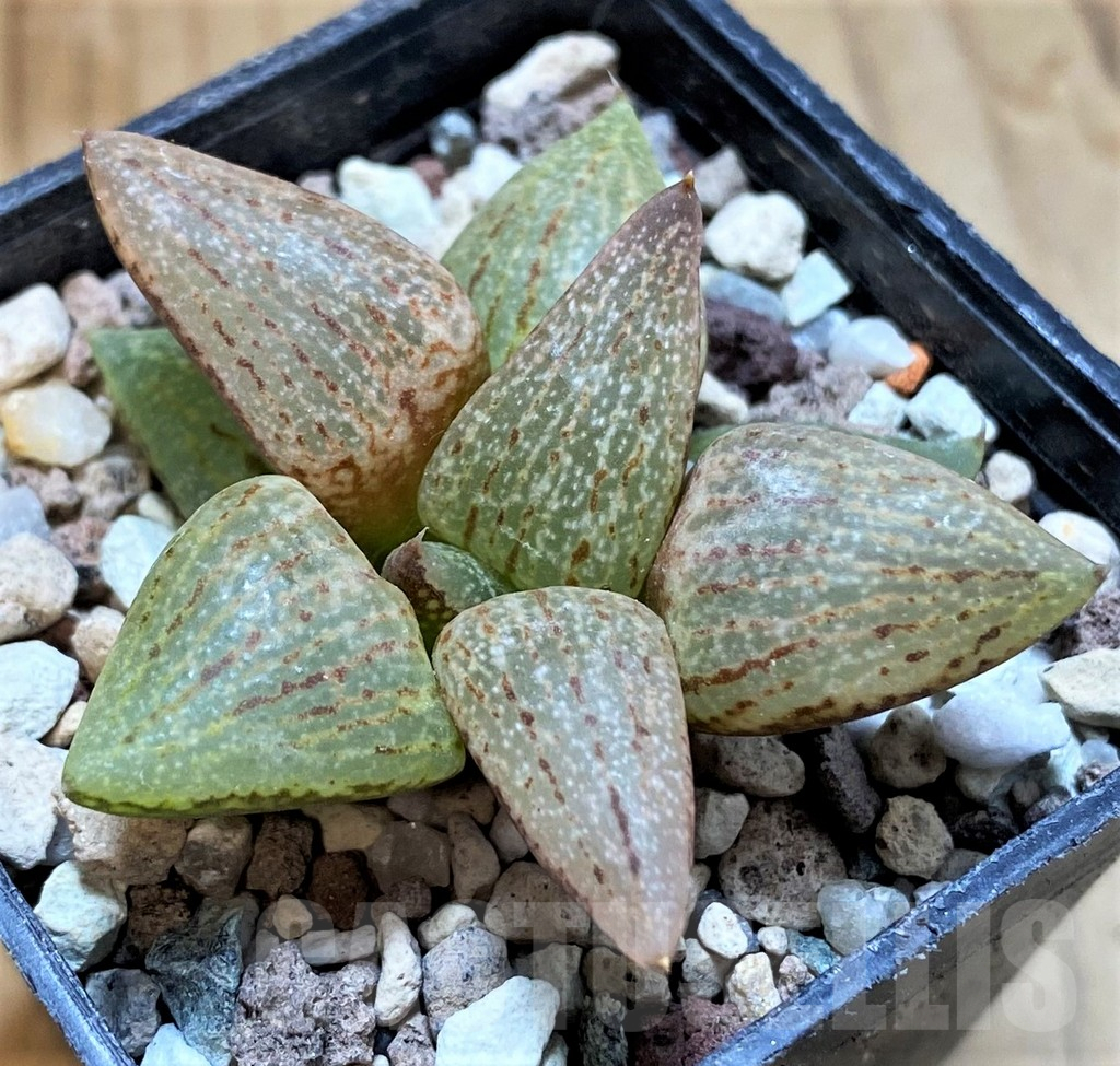 SH14939 Haworthia picta v. janvlokii, seedling