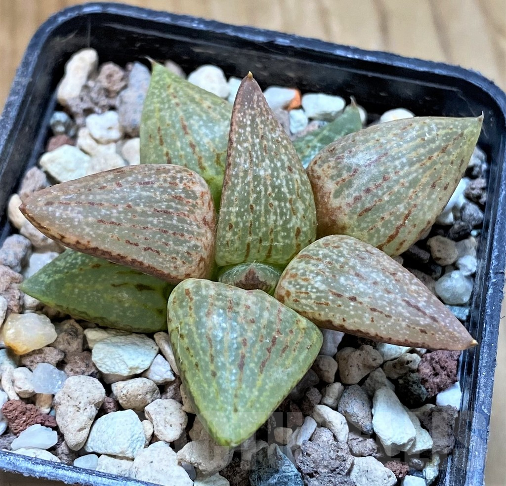 SH14939 Haworthia picta v. janvlokii, seedling - Image 2