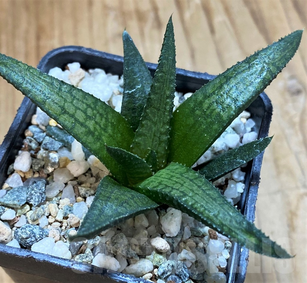 SH14940 Haworthia woolleyi hybrid – Image 2