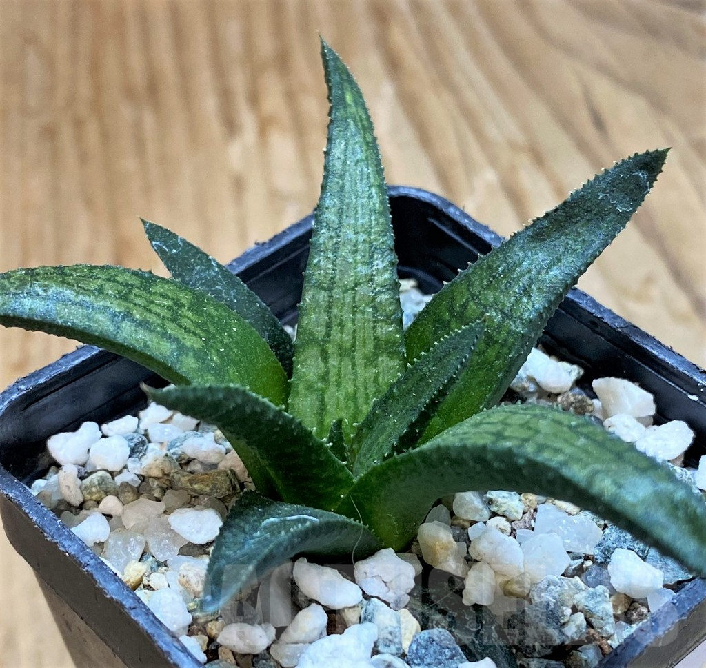 SH14940 Haworthia woolleyi hybrid
