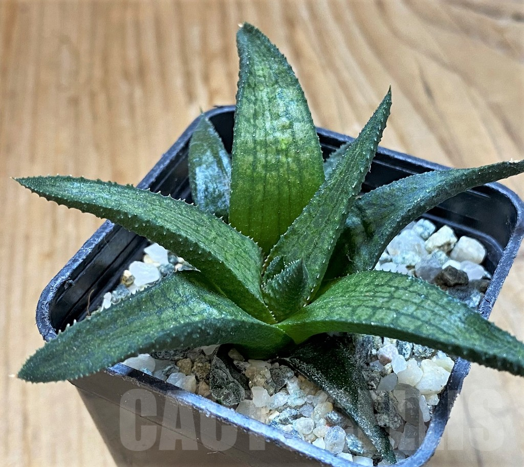 SH14941 Haworthia woolleyi hybrid