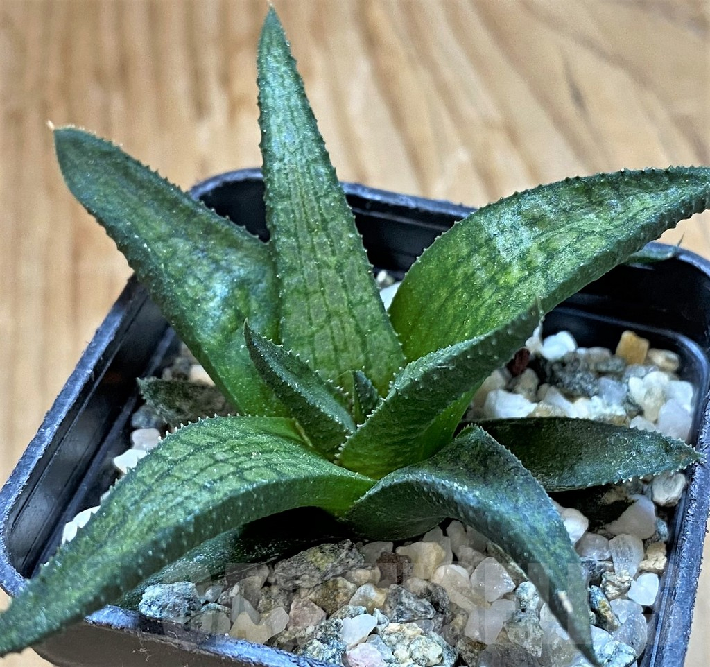 SH14941 Haworthia woolleyi hybrid – Image 2
