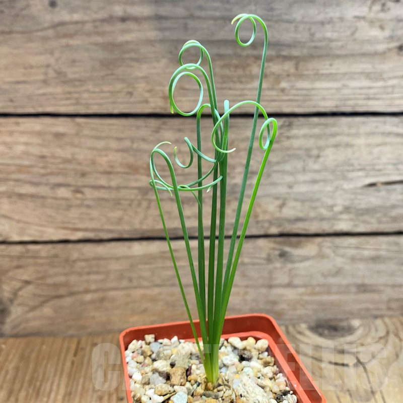 SH15085 Albuca spiralis