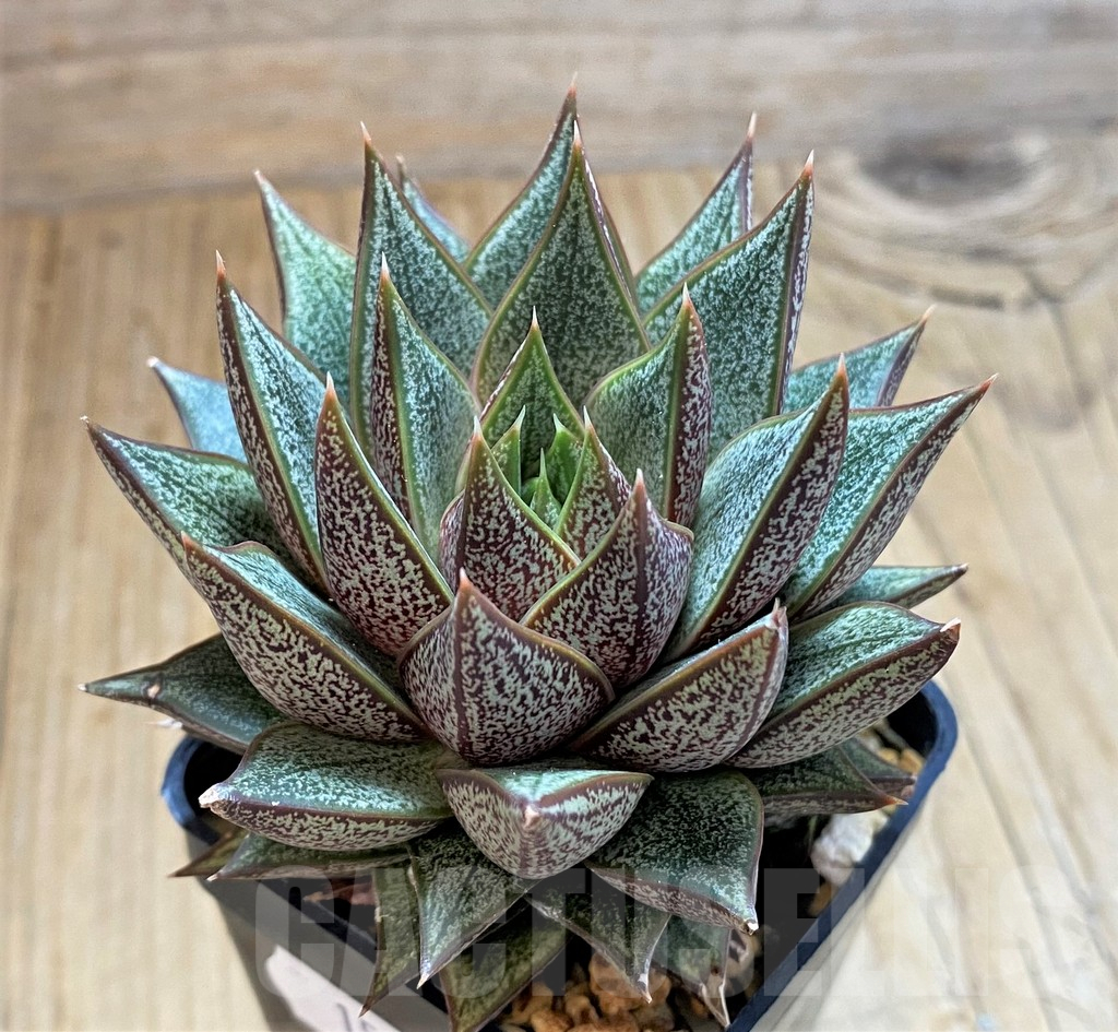 SH15086 Echeveria purpusorum hybrid