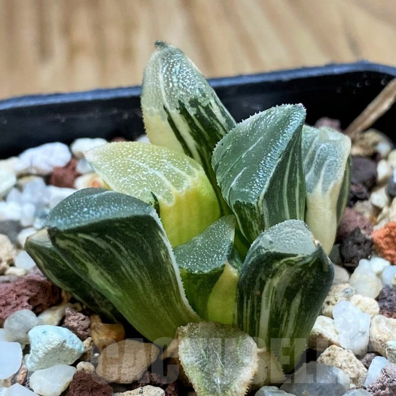 SH15087 Haworthia bayeri f. variegata